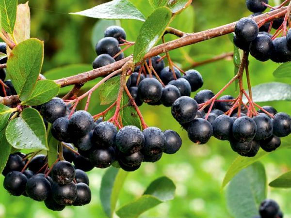 Aronia - Viking