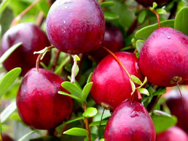 Żurawina Wielkoowocowa - Pilgrim