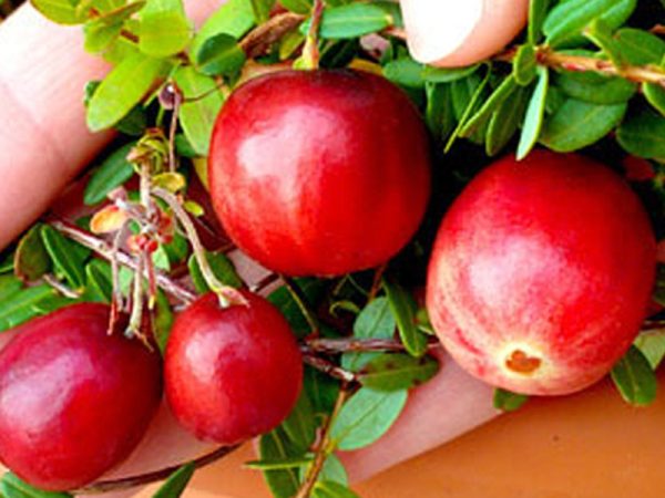 Żurawina Wielkoowocowa - McFarlin