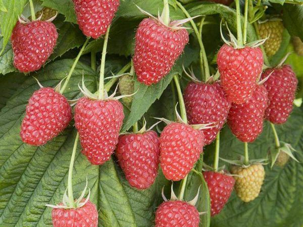 Malina Czerwona - Polana - Powtarzająca