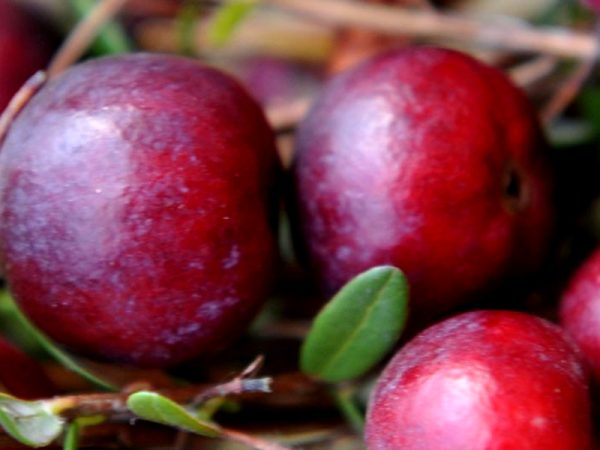 Żurawina Wielkoowocowa - Early Black