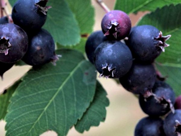 Świdośliwa - Sleyt