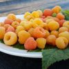 Malina pomarańczowa - Jantar® - Powtarzająca