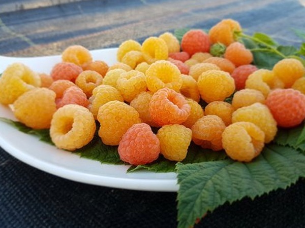 maliny odmiany pomarańczowej Jantar