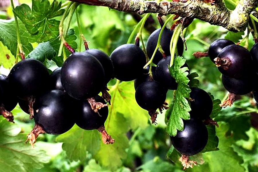 Porzeczkoagrest - Jostaberry - Rosliny.net - Sklep z sadzonkami roślin jagodowych