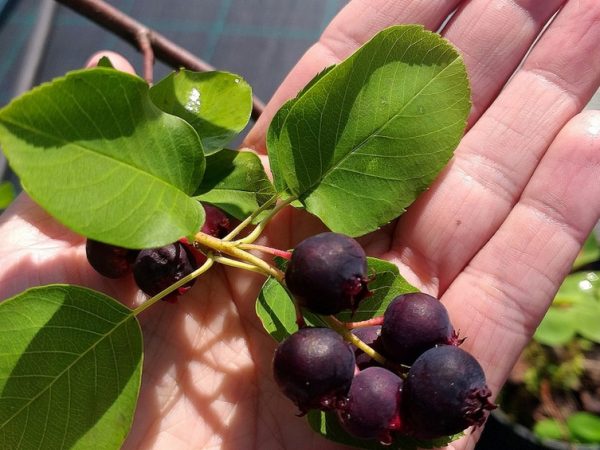 Świdośliwa - Mandam