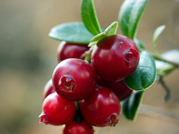 Żurawina Wielkoowocowa - Red Star