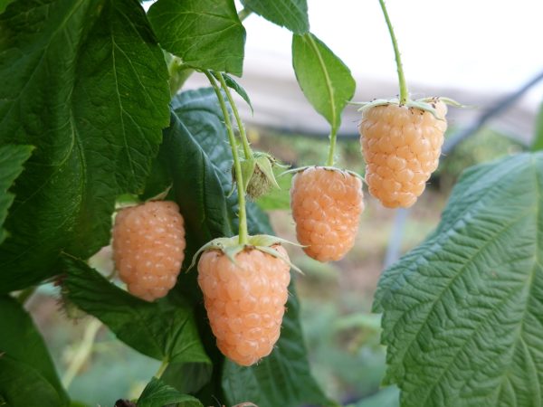 Malina pomarańczowa Promyk