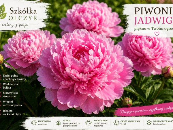 Piwonia Superba Jadwiga