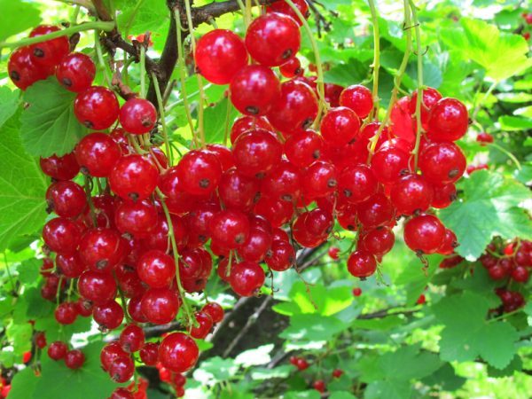 Porzeczka Czerwona- Rosetta