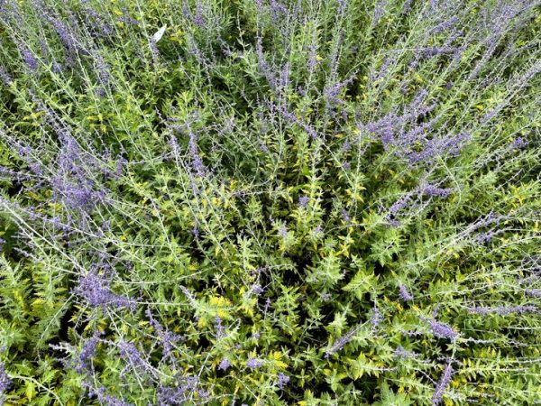 Perovskia „Blue Spire”