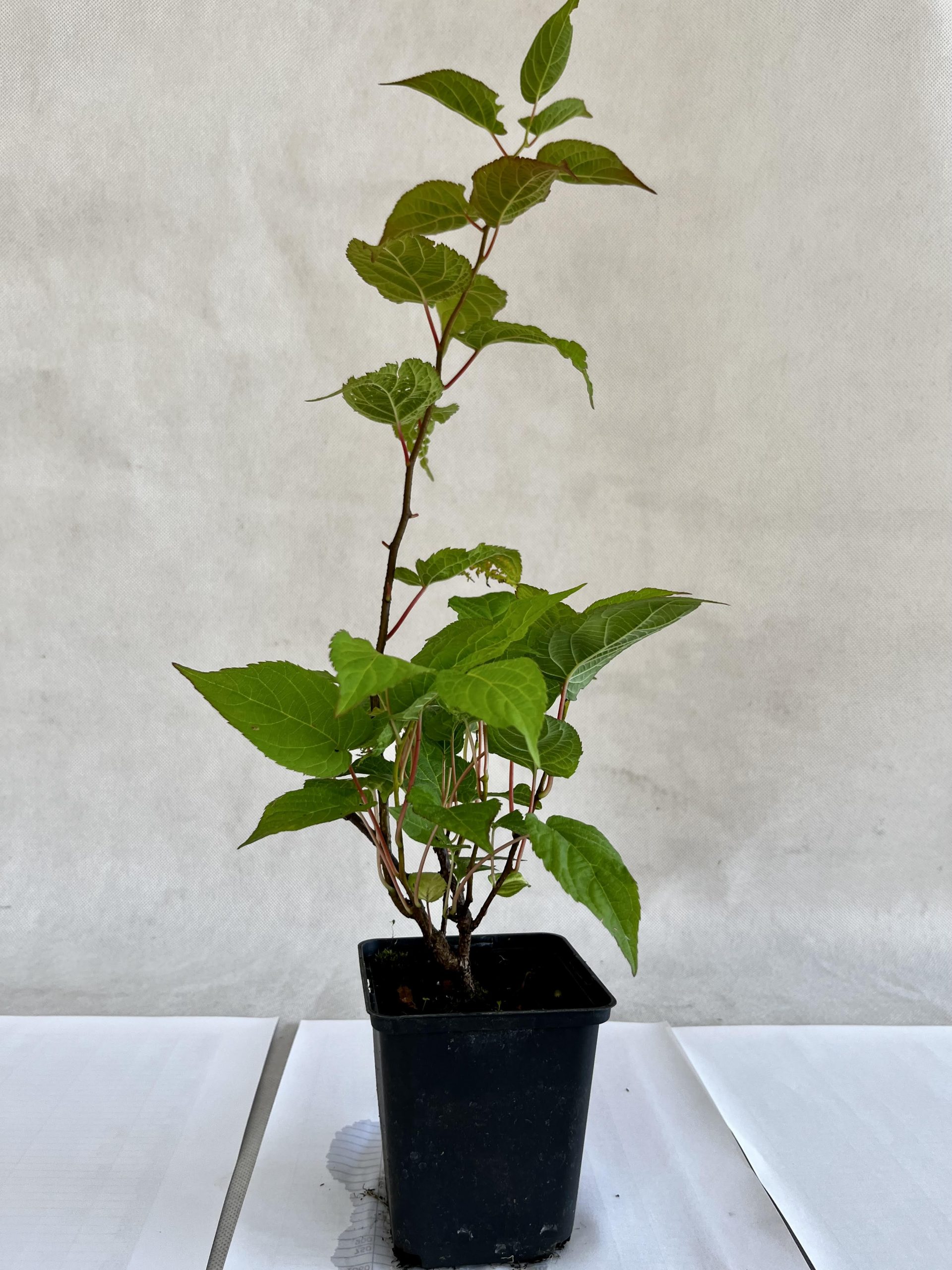 Mini kiwi Sentyabraskaya - obrazek 2