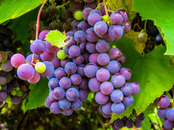 Winorośl niebieski-Rondo