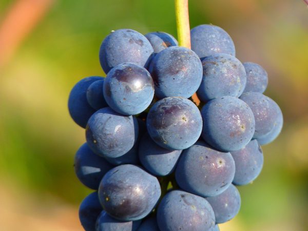 Winorośl niebieski Marechal Foch