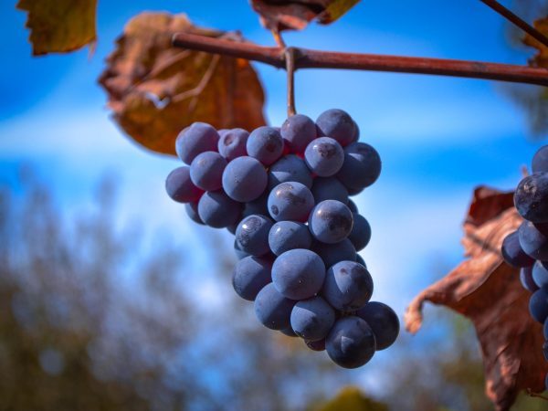 Winorośl niebieski Léon Millot