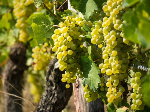 Winorośl biały Aurora