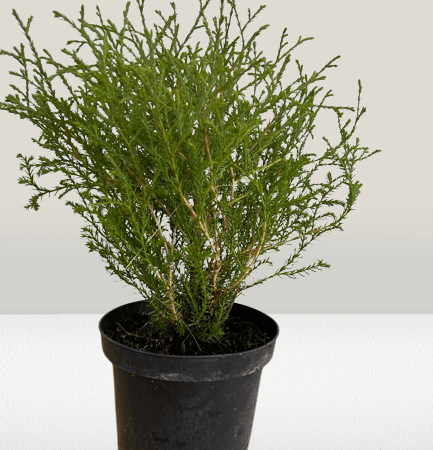 Żywotnik zachodni Mr Bowling Ball