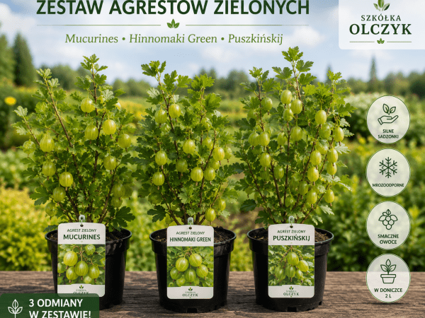 Zestaw agrestów