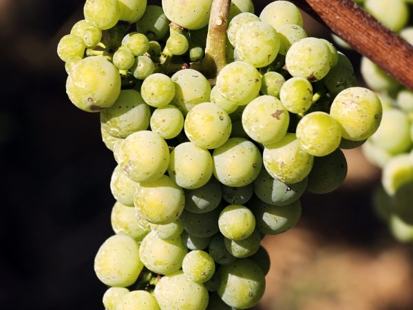 Winorośl Biały Solaris