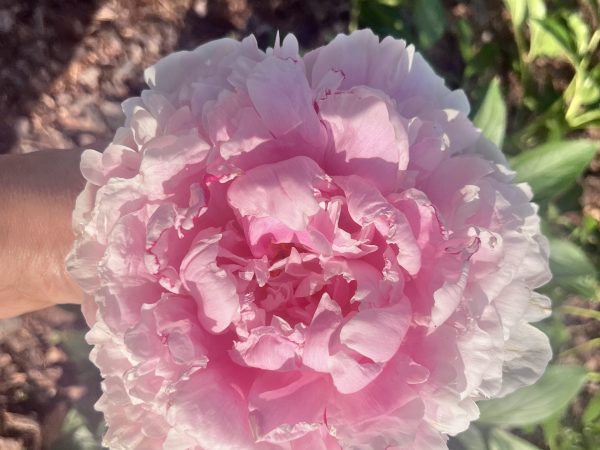 Piwonia Sarah Bernhardt