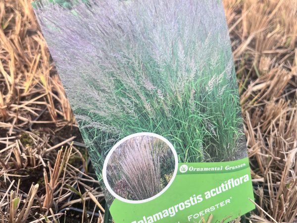 Trzcinnik ostrokwiatowy Karl Foerster