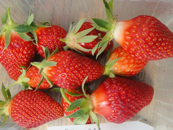 Truskawka Alka Niwa ( NT 140081 )   WIELOPAK 10 sztuk