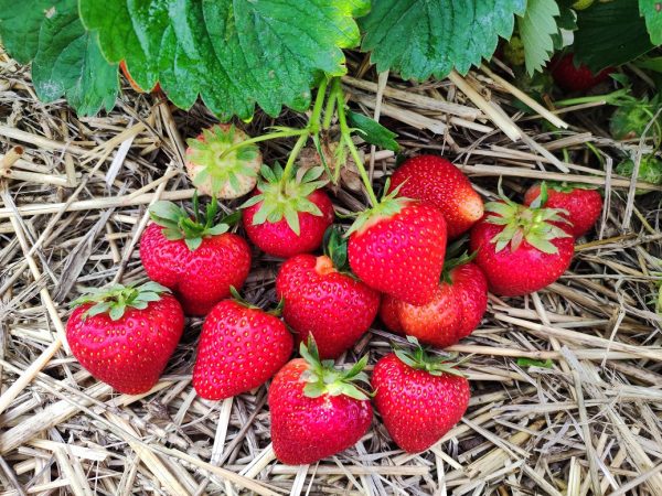 Truskawka Niwa Amarant WIELOPAK 10 sztuk