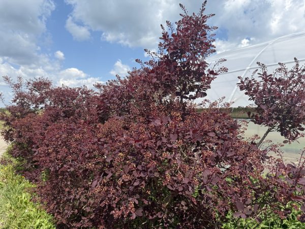 Perukowiec Podolski Cotinus Grace