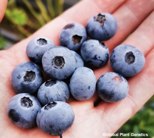 Borówka Kanadyjska Fayetteville