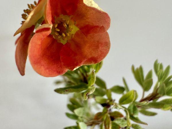 Pięciornik krzewiasty Red Joker