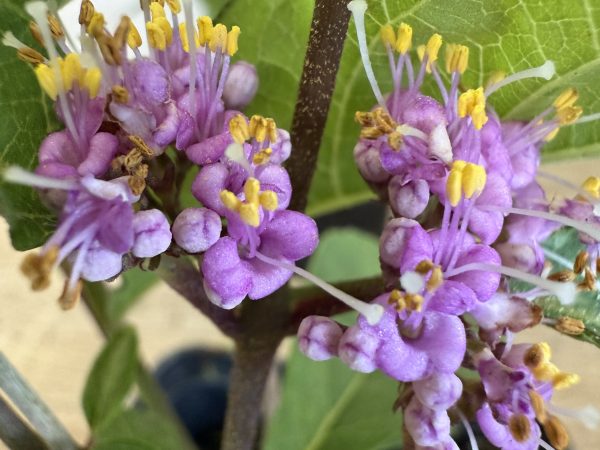 Pieknotka Bodiniera Profusion