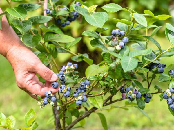 Borówka Kanadyjska Pinnacle