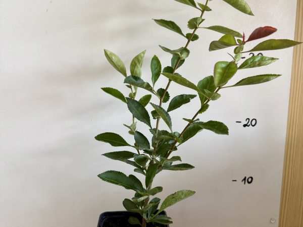 Pigwowiec pośredni Nicoline