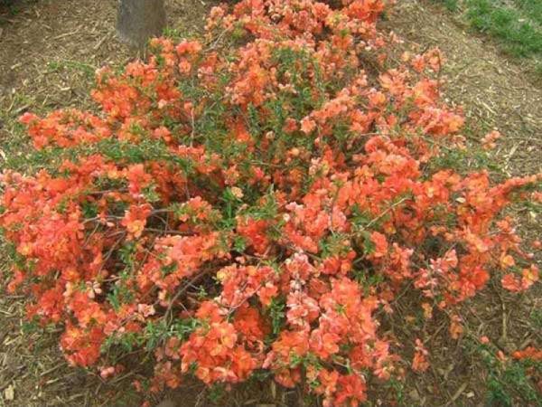 Pigwowiec pośredni Orange Trail