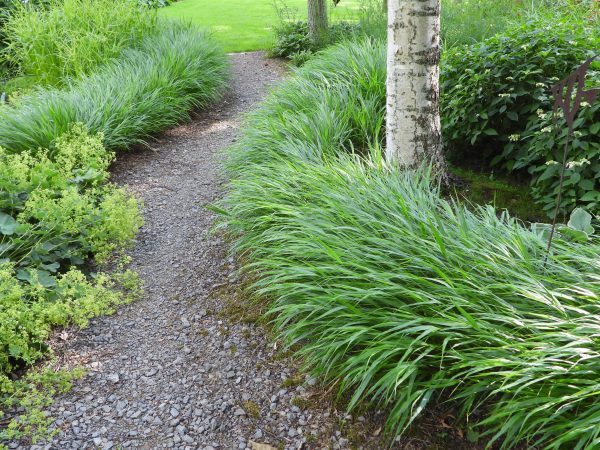 Hakonechloa macra BENI KAZE