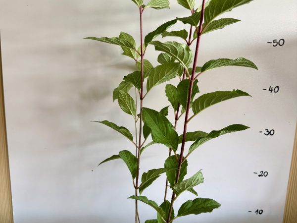 Hortensja bukietowa Living Red Velvet