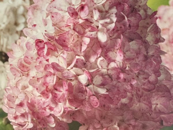 Hortensja Bukietowa Vanilla Fraise