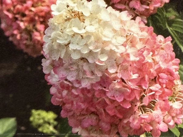 Hortensja bukietowa Living Pinky Promise