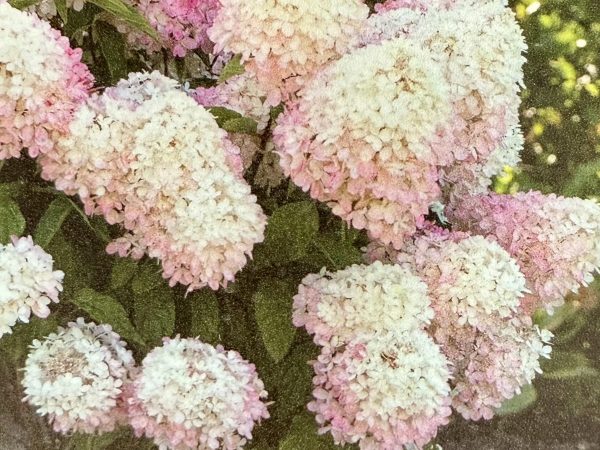 Hortensja bukietowa Living Raspberry Pink