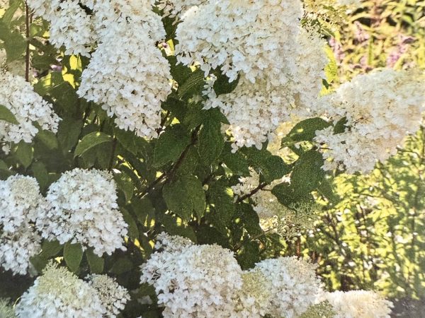Hortensja bukietowa Living Sugar Rush