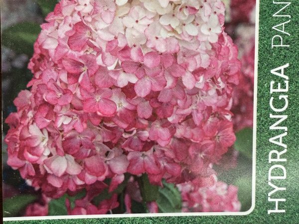 Hortensja bukietowa Melba Fraise