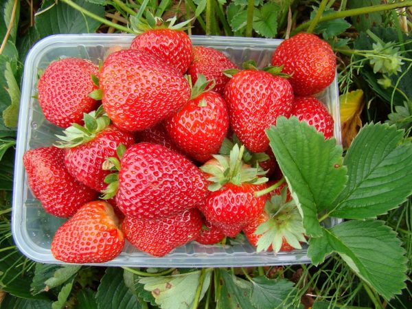 Truskawki Alfa Centauri wielopak 10 sztuk