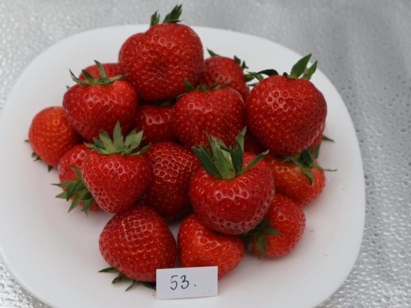 Truskawka Bogatka wielopak 10 sztuk