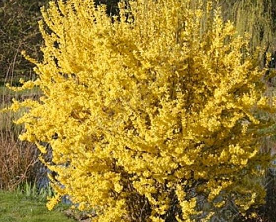 Forsycja pośrednia Minigold Floroj