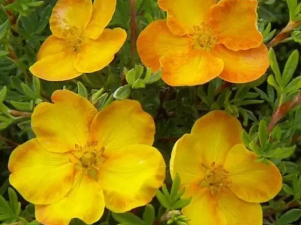 Pięciornik krzewiasty Sunset