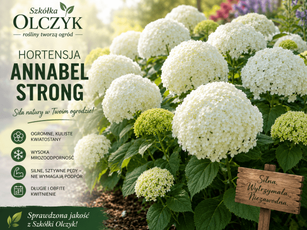 Hortensja Strong Anabelle