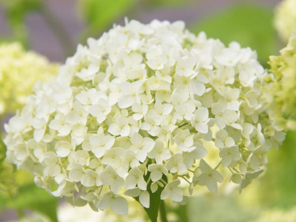 Hortensja Strong Anabelle