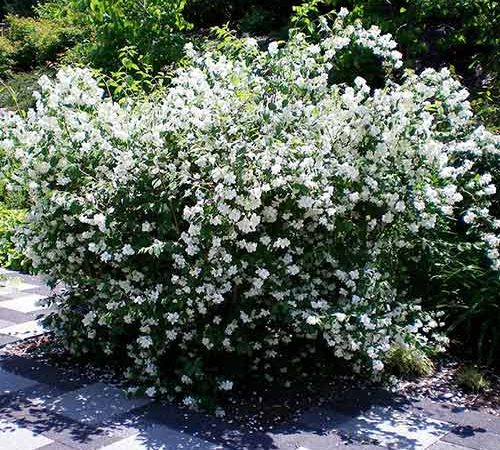 Jaśminowiec Dame Blanche