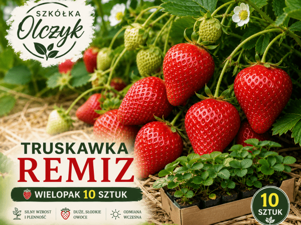 Truskawka Remiz wielopak 10 sztuk