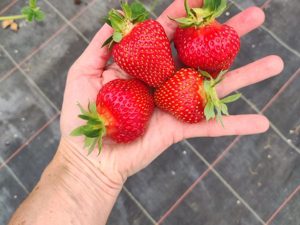 Truskawka Remiz wielopak 10 sztuk